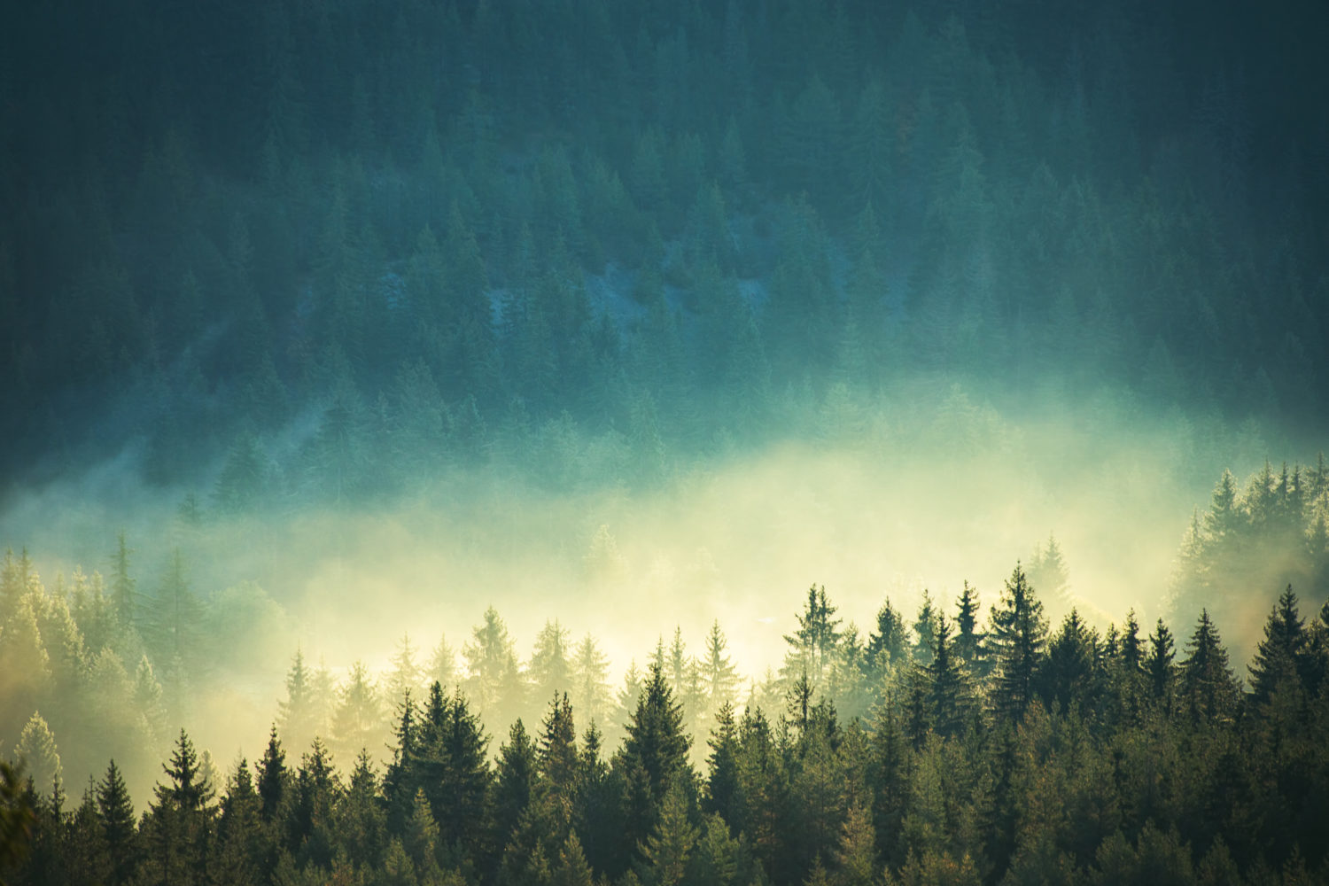 Photo showing a dark green/blue sky, above a forest of tall tree with a yellow glow rising from them.