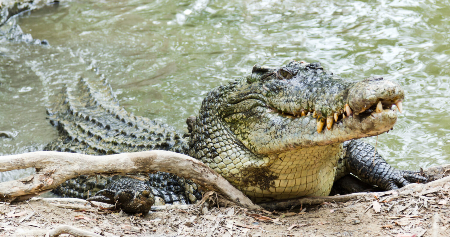 Close up of saltwater crocodile as emerges from water with a toothy grin. The crocodile's skin colourings and pattern camouflage the animal in the wild.